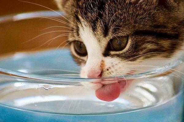 猫咪如何避免冬季干燥，使用加湿器保持适宜湿度