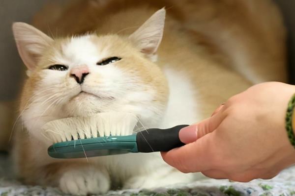 猫咪如何避免冬季干燥，使用加湿器保持适宜湿度