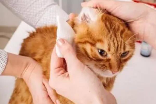猫咪如何避免冬季干燥，使用加湿器保持适宜湿度