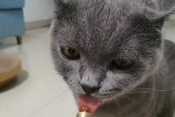 猫咪如何避免冬季干燥，使用加湿器保持适宜湿度