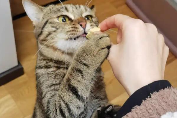 猫咪如何避免冬季干燥，使用加湿器保持适宜湿度