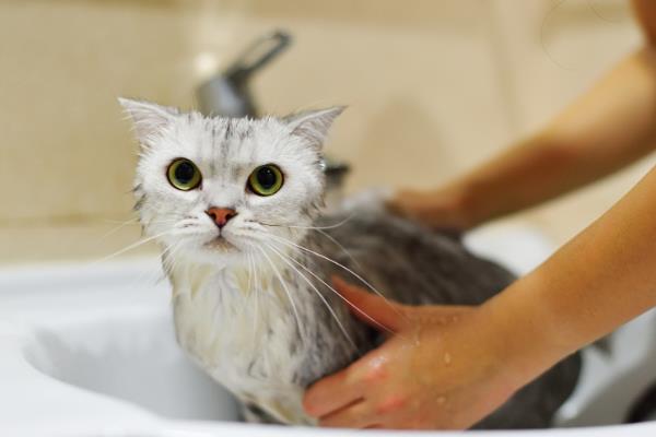 猫咪如何避免冬季干燥，使用加湿器保持适宜湿度