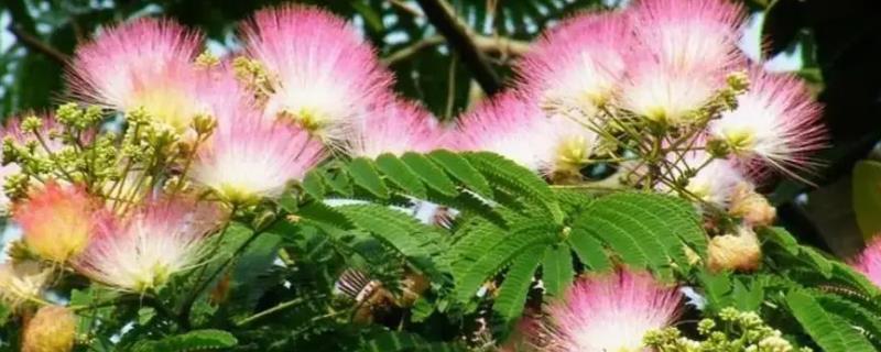 合欢花在几月开花，一般在每年的6-7月份开花