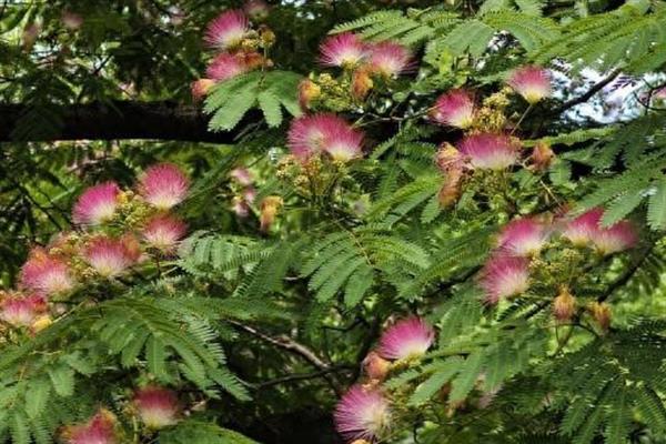 合欢花在几月开花，一般在每年的6-7月份开花