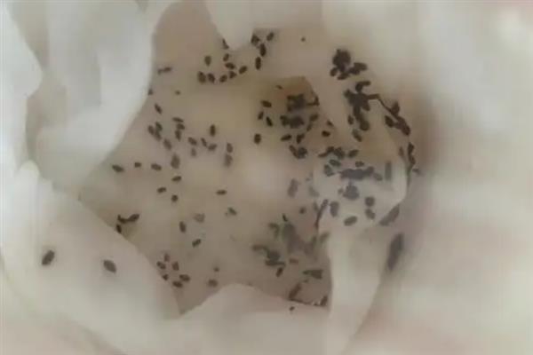 草莓属于喜旱还是喜涝植物，喜湿但不喜涝、不喜旱