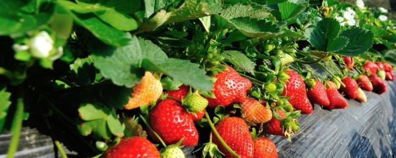 草莓属于喜旱还是喜涝植物，喜湿但不喜涝、不喜旱