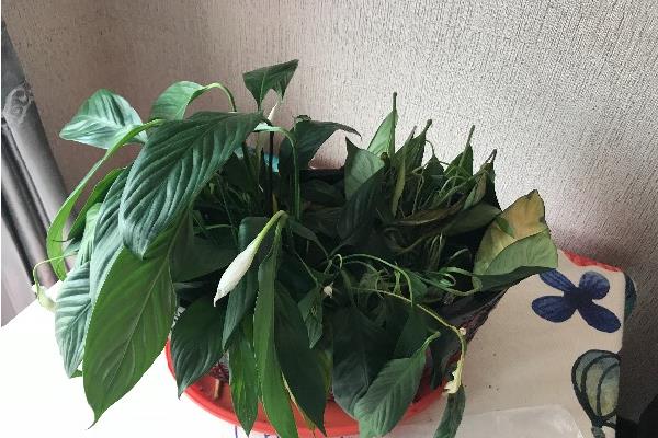 水培一帆风顺叶片发黄下垂如何解决，可采取增加湿度、定期换水、合理施肥等措施
