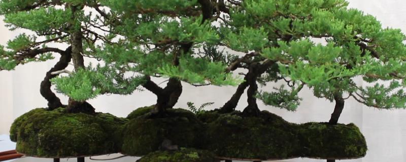 怎么制作盆景，微型盆景通常是选用上盆易活