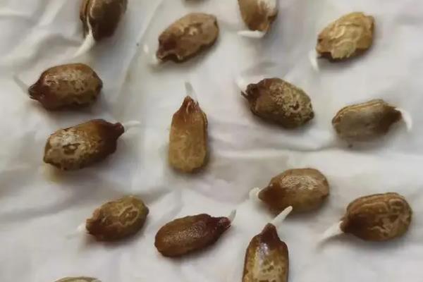 在家种苦瓜的方法，生长期间让土壤保持微湿