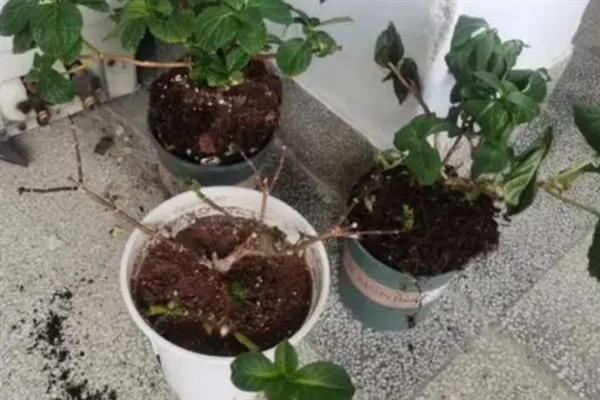 绣球花叶子边缘干枯的补救办法，可遮挡强光并适量浇水等