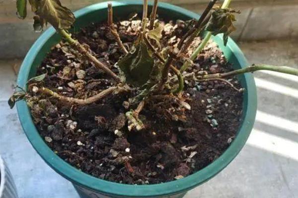 绣球花叶子边缘干枯的补救办法，可遮挡强光并适量浇水等