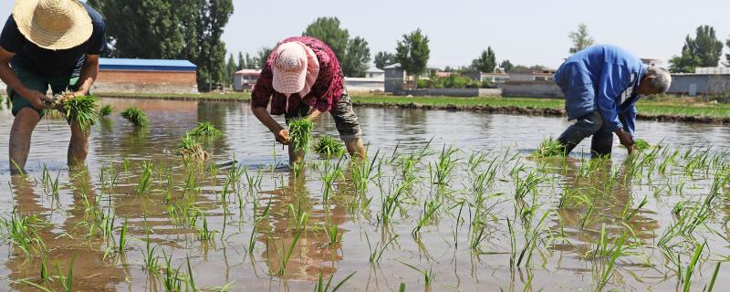 早稻如何插秧以及管理，气温稳定在15℃时抢晴插秧