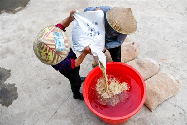 早稻如何插秧以及管理，气温稳定在15℃时抢晴插秧