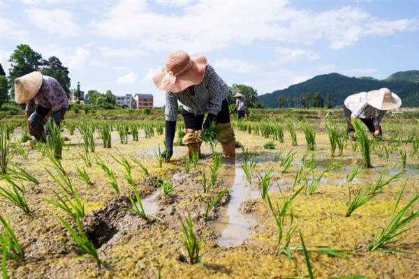 早稻如何插秧以及管理，气温稳定在15℃时抢晴插秧