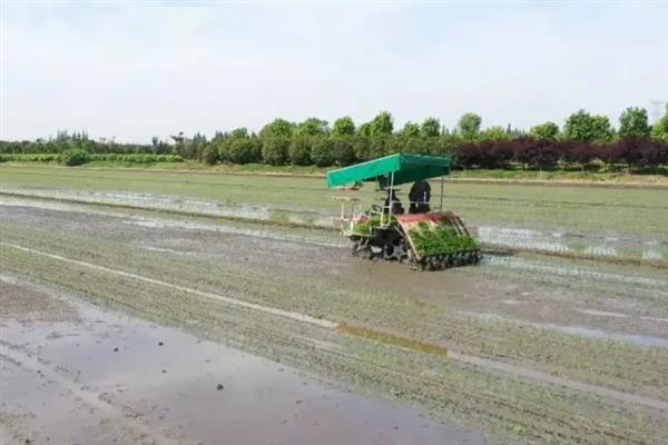 早稻如何插秧以及管理，气温稳定在15℃时抢晴插秧