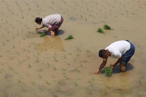 早稻如何插秧以及管理，气温稳定在15℃时抢晴插秧