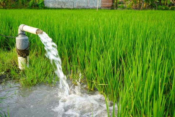 早稻如何插秧以及管理，气温稳定在15℃时抢晴插秧