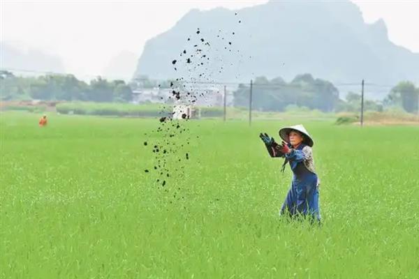 早稻如何插秧以及管理，气温稳定在15℃时抢晴插秧