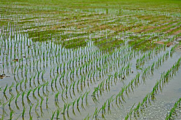 早稻如何插秧以及管理，气温稳定在15℃时抢晴插秧
