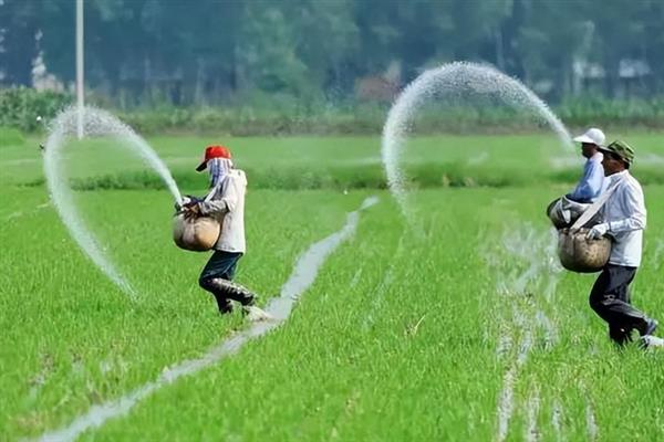 早稻如何插秧以及管理，气温稳定在15℃时抢晴插秧