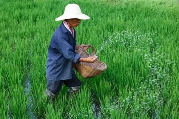 早稻如何插秧以及管理，气温稳定在15℃时抢晴插秧