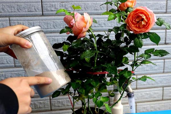 月季花的花期怎么延长，剪除残花可促使花朵再次开放