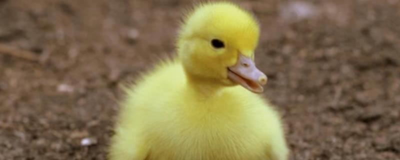 小鸭子能吃什么水果，可以吃些苹果碎和梨碎