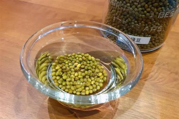 让绿豆发芽的方法，浸泡后放在湿布上面催芽