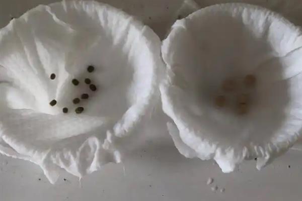 让绿豆发芽的方法，浸泡后放在湿布上面催芽