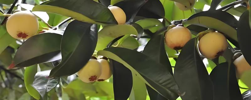 油竹和山竹的区别，油竹是山竹的一种