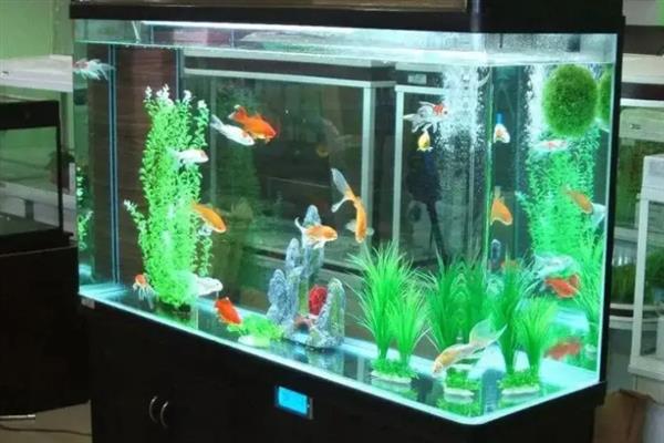 养鱼能用自来水吗，养鱼可以用自来水