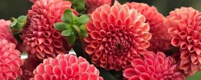 大丽花种球适合在几月份种植，在3-4月份栽培可提高成活率