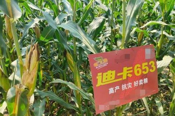 迪卡653玉米种的特征特性，夏播生育期为98-105天