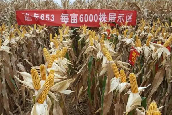 迪卡653玉米种的特征特性，夏播生育期为98-105天