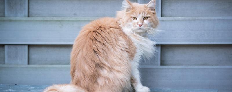 猫得牙周炎的症状表现，一般会有口臭、流口水等