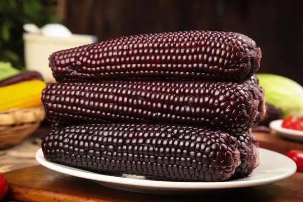 黑玉米的播种方法，和普通玉米要隔离种植
