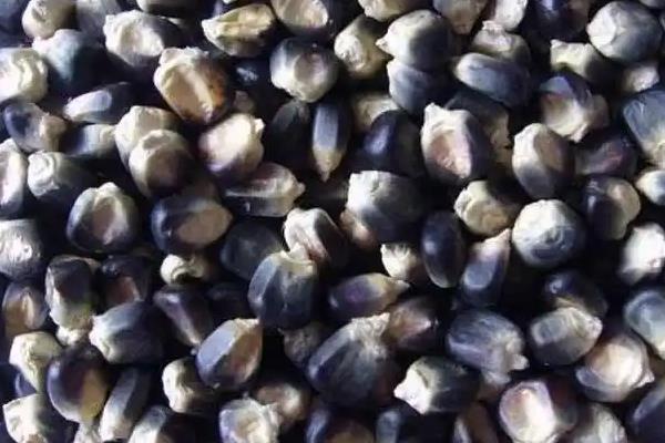黑玉米的播种方法，和普通玉米要隔离种植