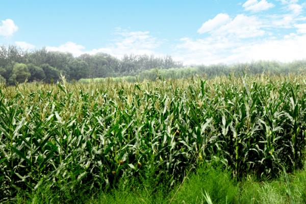 黑玉米的播种方法，和普通玉米要隔离种植