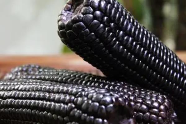 黑玉米的播种方法，和普通玉米要隔离种植