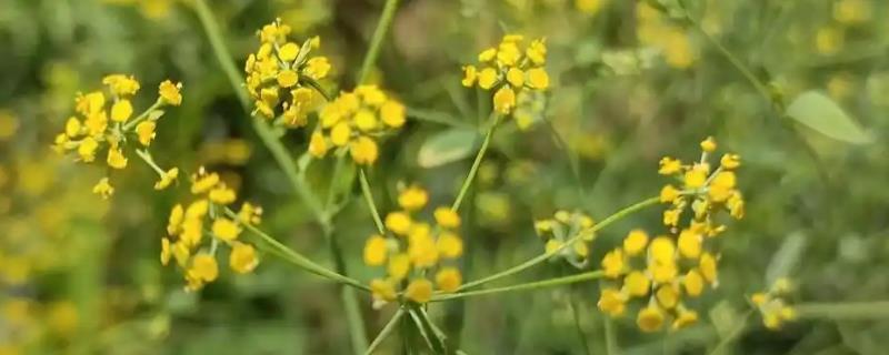 柴胡的种植技术，移栽前要浇一次水