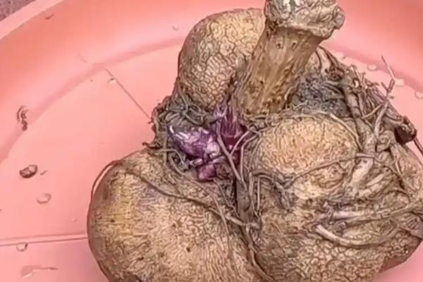 大丽花种球适合在几月份种植，在3-4月份栽培可提高成活率