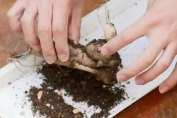 大丽花种球适合在几月份种植，在3-4月份栽培可提高成活率