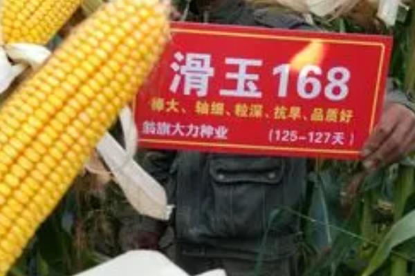 滑玉168玉米种的简介，出苗至成熟102天