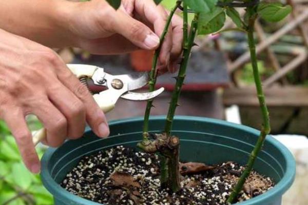 月季黑斑病的防治方法，可以对植株进行修剪