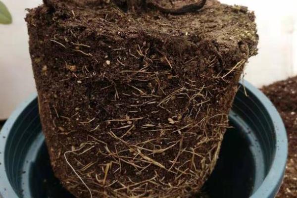 月季黑斑病的防治方法，可以对植株进行修剪