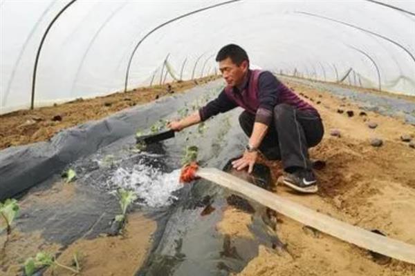 大棚西瓜多久浇一次水，7天左右浇1次水即可