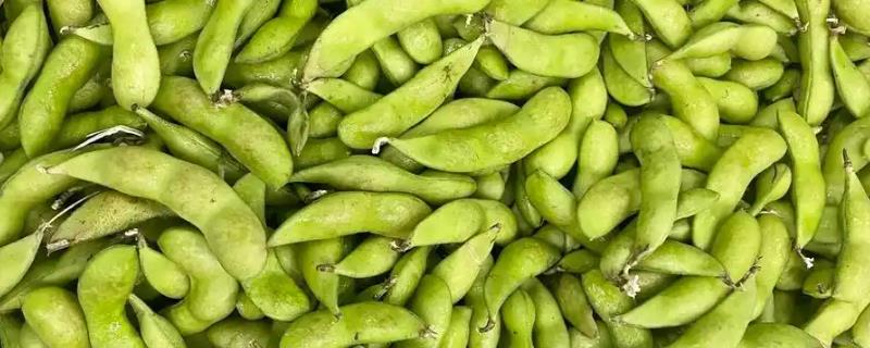 早春怎么种植毛豆才能高产，生长旺季要摘心打顶以节省养分