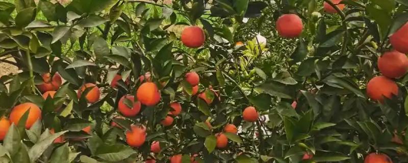血橙和普通橙子的区别，外形和果肉颜色均不同