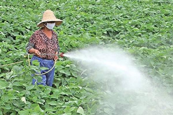 早春怎么种植毛豆才能高产，生长旺季要摘心打顶以节省养分
