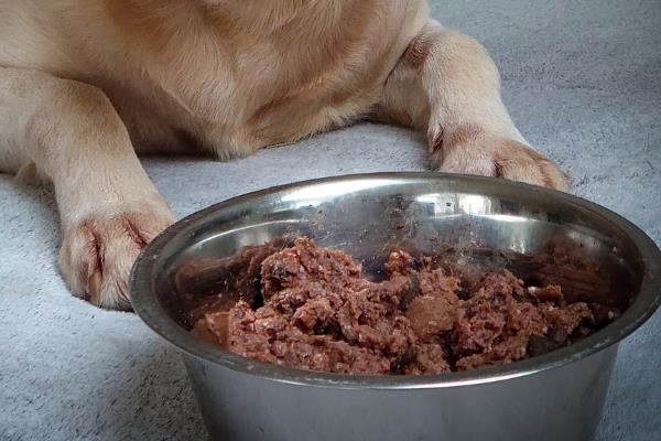 松狮吃什么，可以喂食天然的狗粮、肉类、水果等